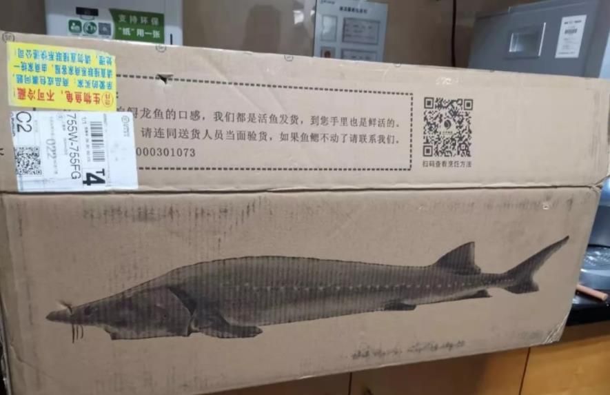 龍魚寄快遞怎么包裝？：傳統(tǒng)的龍魚快遞包裝方法主要包括以下幾個(gè)步驟