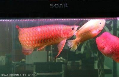 龍魚(yú)水渾濁怎么辦小妙招：如何解決龍魚(yú)缸水渾濁的問(wèn)題？ 龍魚(yú)百科 第2張