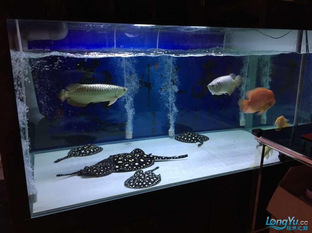 龍魚(yú)最小多大可以入手：入手龍魚(yú)時(shí)選擇體型較小的龍魚(yú)，選擇體型較小的龍魚(yú)