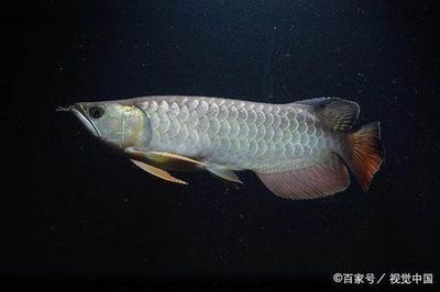 金龍魚掉鱗片：金龍魚掉鱗片可能是由于多種原因引起的，飼養(yǎng)者需要注意 龍魚百科 第2張