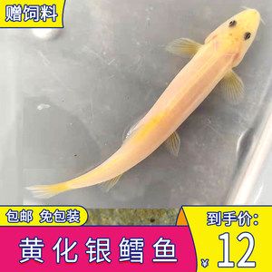 龍魚有哪些配魚方法：龍魚混養(yǎng)方法