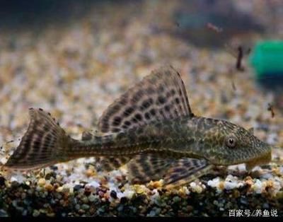 龍魚(yú)為什么吃清道夫：為什么龍魚(yú)吃清道夫？ 龍魚(yú)百科 第3張