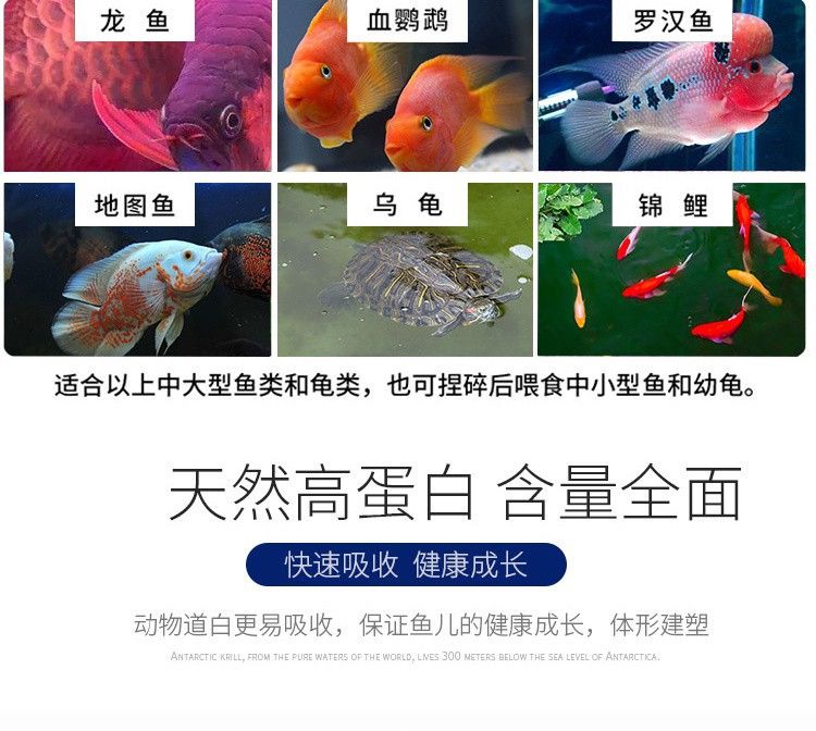 龍魚可以喂干蝦嗎：龍魚是否可以喂食干蝦是一個(gè)受到廣泛關(guān)注的話題 龍魚百科 第3張