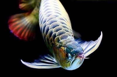 龍魚吃龍魚嗎：龍魚會(huì)吃龍魚嗎？