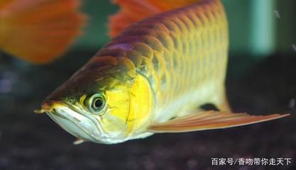 龍魚(yú)形態(tài)特征：龍魚(yú)的形態(tài)特征 龍魚(yú)百科