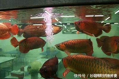 龍魚為什么撞魚缸就死了：龍魚撞魚缸死亡可能由多種原因引起，龍魚撞魚缸就死了 龍魚百科 第1張