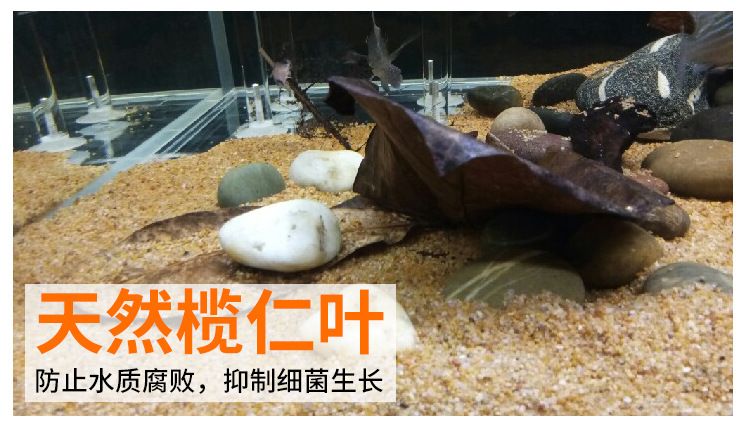 龍魚吃的蝦可以喂烏龜嗎：龍魚吃的蝦可以喂烏龜嗎龍魚吃的蝦可以喂烏龜嗎 龍魚百科 第2張