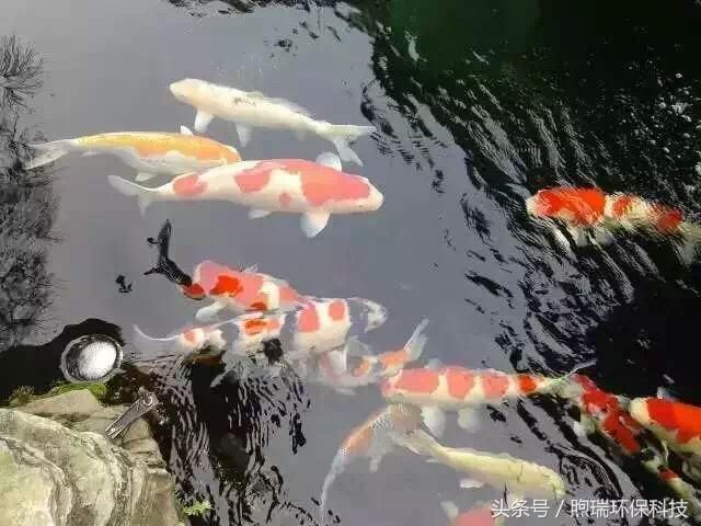 龍魚的飼料能喂錦鯉嗎：龍魚和錦鯉在飼養(yǎng)時(shí)有一些關(guān)鍵的區(qū)別，可能影響它們是否可以共享飼料 龍魚百科 第1張