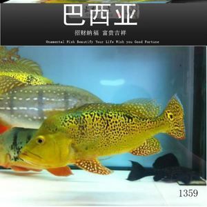 紅老虎魚(yú)混養(yǎng)龍魚(yú)：紅老虎魚(yú)和龍魚(yú)可以混養(yǎng)嗎 龍魚(yú)百科 第3張