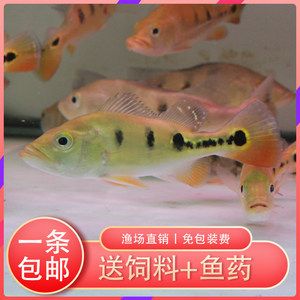 紅老虎魚(yú)混養(yǎng)龍魚(yú)：紅老虎魚(yú)和龍魚(yú)可以混養(yǎng)嗎 龍魚(yú)百科 第1張