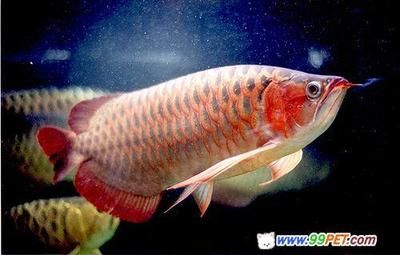 帶金龍血統(tǒng)的紅龍魚叫什么魚：帶有金龍血統(tǒng)的紅龍魚叫什么魚