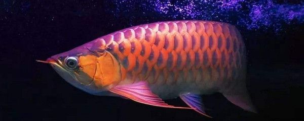 龍魚(yú)上色用什么燈最好看：龍魚(yú)上色用什么燈好看 龍魚(yú)百科 第2張