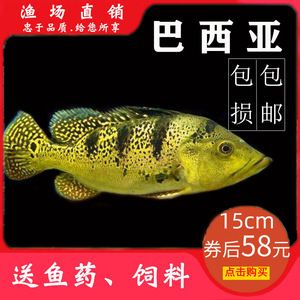 龍魚最好的配魚方法：適合與龍魚混養(yǎng)的幾種魚類