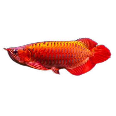 熱帶魚(yú)金龍魚(yú)的高端品牌有哪些：熱帶魚(yú)金龍魚(yú)的高端品牌 龍魚(yú)百科 第2張