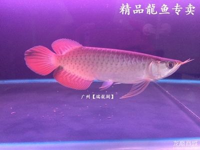 專業(yè)龍魚(yú)缸尺寸：好聽(tīng)的龍魚(yú)專賣店名