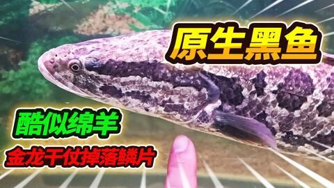 金龍魚掉了幾塊鱗片：處理金龍魚掉鱗片的方法 龍魚百科 第2張