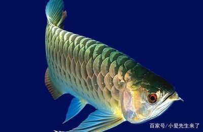 養(yǎng)龍魚費用：養(yǎng)龍魚一般需要多少錢？ 龍魚百科 第1張