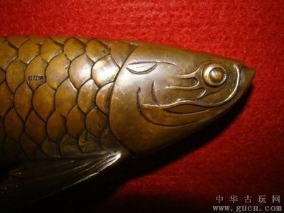 拍賣最貴的金龍魚是哪款魚：世界上最貴的金龍魚是什么？ 龍魚百科 第2張