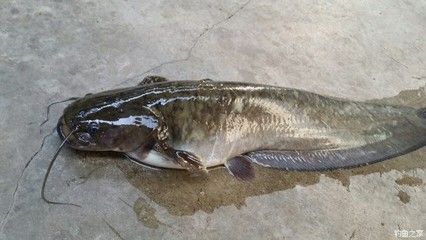 泥鰍怎么給龍魚吃：喂食龍魚泥鰍時，有一些處理和喂食的方法需要注意 龍魚百科 第1張