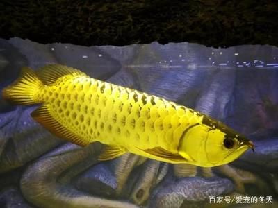 養(yǎng)龍魚(yú)必備知識(shí)有哪些方面：養(yǎng)龍魚(yú)必備知識(shí) 龍魚(yú)百科 第2張