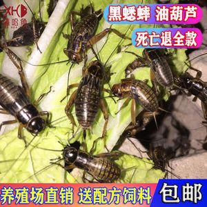 龍魚吃蟋蟀的好處是什么：龍魚吃蟋蟀的一些潛在好處 龍魚百科 第2張