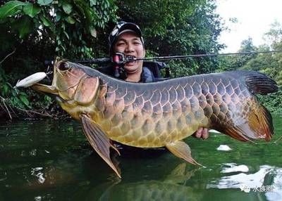 金龍魚分布區(qū)域：《創(chuàng)造與魔法》中的金龍魚是什么魚 龍魚百科 第2張