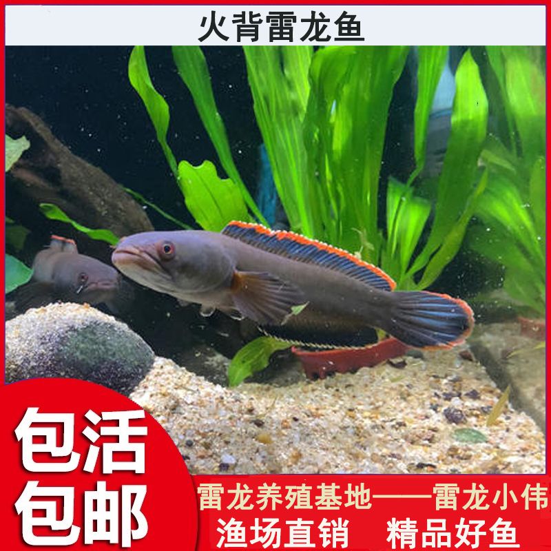 奶茶雷龍魚苗難養(yǎng)嗎怎么養(yǎng)：奶茶雷龍魚苗的飼養(yǎng)技巧和注意事項和注意事項