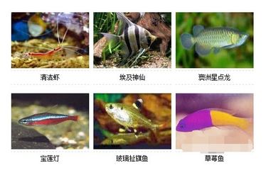 澳洲星點龍魚養(yǎng)幾條：澳洲星點龍魚怎么養(yǎng)養(yǎng)澳洲星點龍魚養(yǎng)殖注意事項