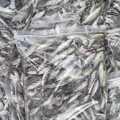 麥穗魚怎么處理后喂龍魚：將麥穗魚喂給龍魚之前需要對其進行消毒處理這項步驟