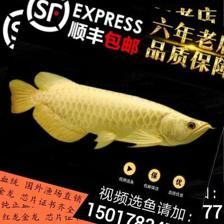 金龍魚芯片查詢軟件：如何查詢金龍魚的芯片信息