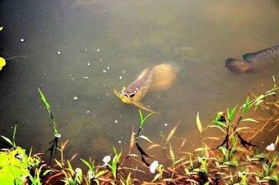 龍魚吃鱉有什么好處和壞處：龍魚吃鱉有什么好處和壞處和壞處和壞處 龍魚百科 第2張