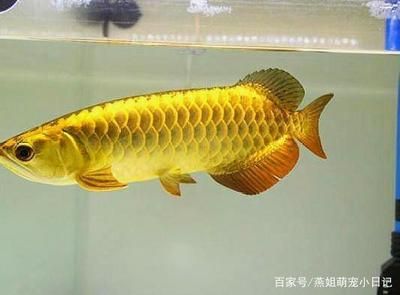 金龍魚成長過程：養(yǎng)殖金龍魚需要注意什么？