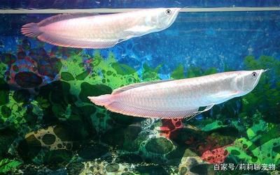 金龍魚成長過程：養(yǎng)殖金龍魚需要注意什么？