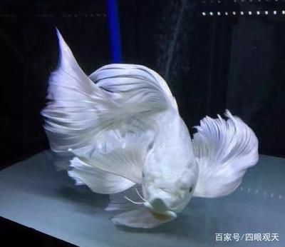 蝴蝶錦鯉和龍魚(yú)混養(yǎng)：蝴蝶錦鯉和龍魚(yú)可以混養(yǎng)嗎