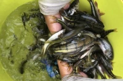 大鰭龍用什么魚餌：《最終幻想14》大鰭龍用什么魚餌