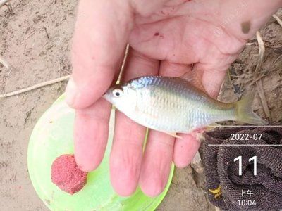 大鰭龍用什么魚餌：《最終幻想14》大鰭龍用什么魚餌 龍魚百科 第2張