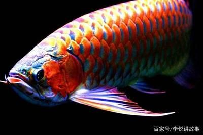 龍魚喂什么魚苗好看：龍魚喂什么魚苗好看龍魚喂什么魚苗好看