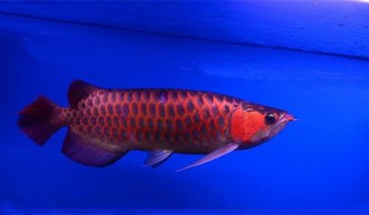 紅龍魚(yú)多少溫度合適喂食：紅龍魚(yú)喂食的適宜溫度是24-29攝氏度