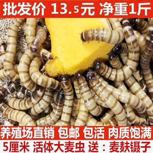 黑金龍魚價格行情走勢圖：對不起，我無法提供黑金龍魚價格行情走勢圖