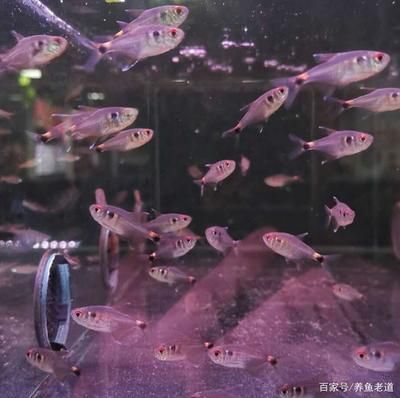 小魚(yú)缸養(yǎng)龍魚(yú)是不是養(yǎng)不大的：小魚(yú)缸養(yǎng)龍魚(yú)會(huì)導(dǎo)致一系列問(wèn)題，小魚(yú)缸養(yǎng)龍魚(yú)是不是養(yǎng)不大的 龍魚(yú)百科 第2張