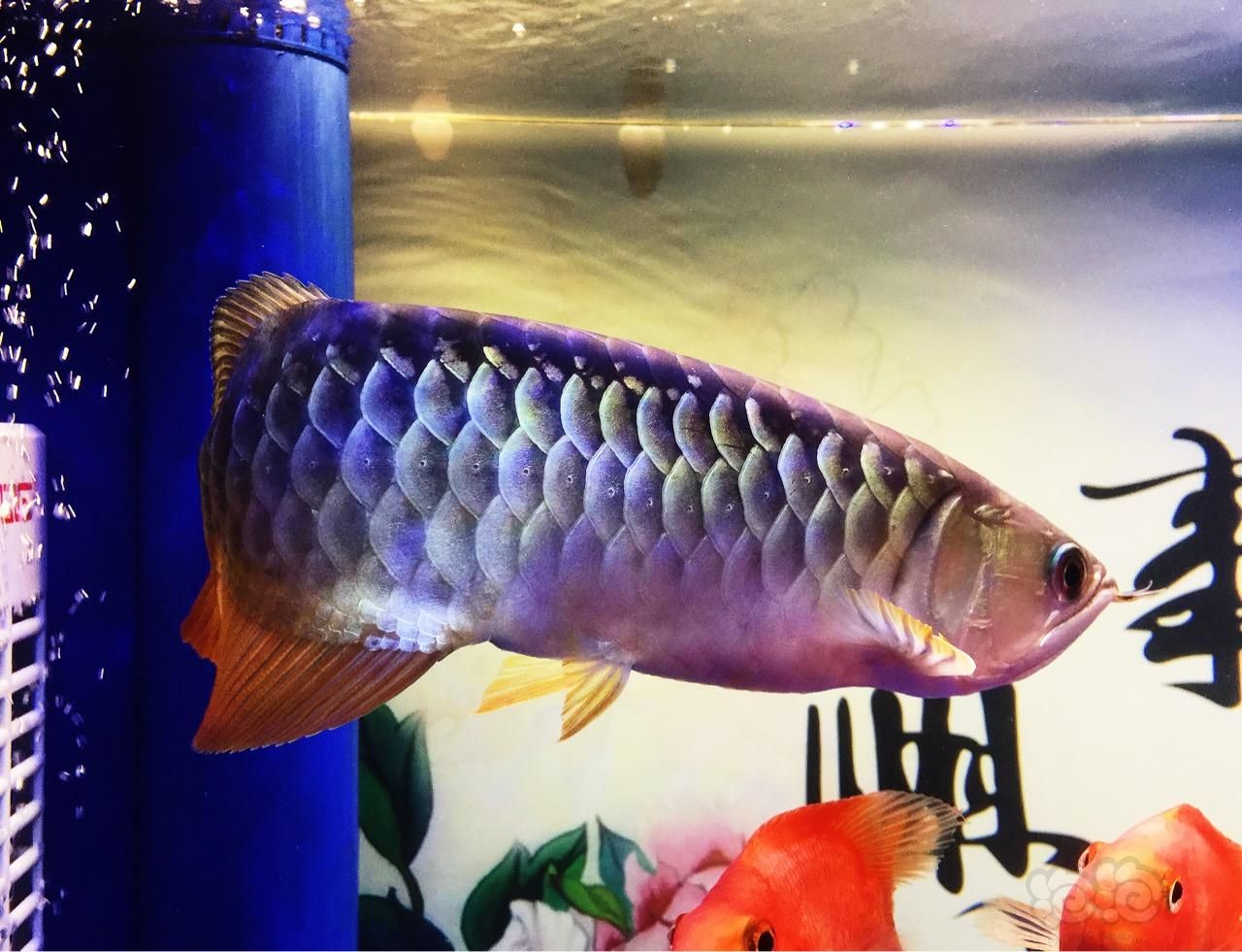 金龍魚 動物：關(guān)于金龍魚的動物特征和飼養(yǎng)方法