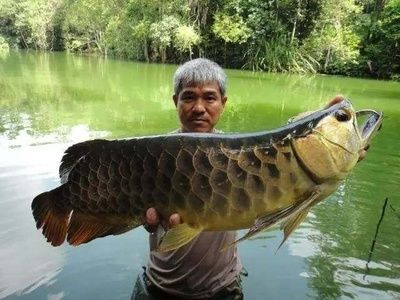 大湖龍魚和超血紅龍哪個(gè)好：大湖龍魚和超血紅龍哪個(gè)好呢