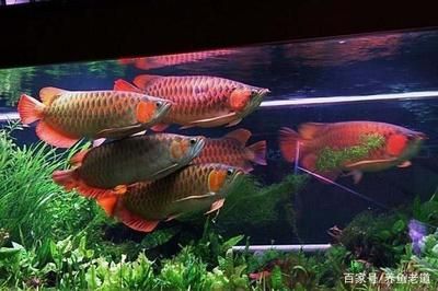 龍魚受驚嚇趴缸：龍魚受驚嚇導致的趴缸現(xiàn)象，龍魚受驚嚇導致趴缸現(xiàn)象 龍魚百科 第2張