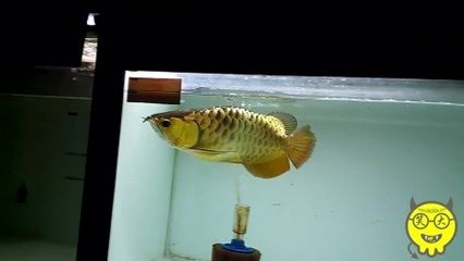 24k金龍魚是什么意思：24k金龍魚市場定位24k金龍魚產(chǎn)品24k金龍魚