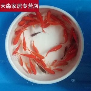 喂龍魚的飼料魚要怎么消毒：喂龍魚的飼料魚怎么消毒 龍魚百科 第3張