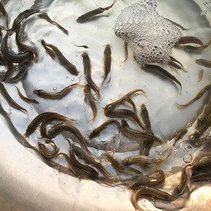 龍魚出水面吃氣泡水可以嗎：龍魚出水面吃氣泡水可以嗎，