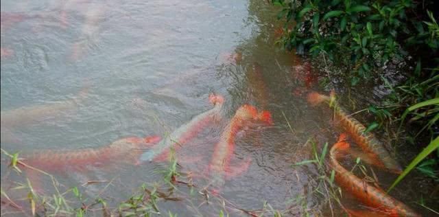 紅龍魚養(yǎng)殖基地地址：紅龍魚養(yǎng)殖基地具體地址是根據(jù)搜索結(jié)果提供的相關(guān)信息