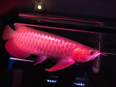 紅龍魚用什么燈烤最好：關(guān)于紅龍魚燈的選擇指南 龍魚百科 第1張