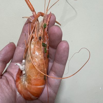 小龍魚喂食帶殼蝦不消化怎么辦呀：小龍魚喂食帶殼蝦不消化怎么辦 龍魚百科 第3張