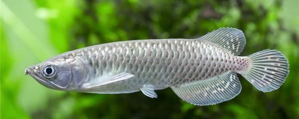 龍魚頭朝下游：龍魚頭朝下游可能有多種原因 龍魚百科 第3張